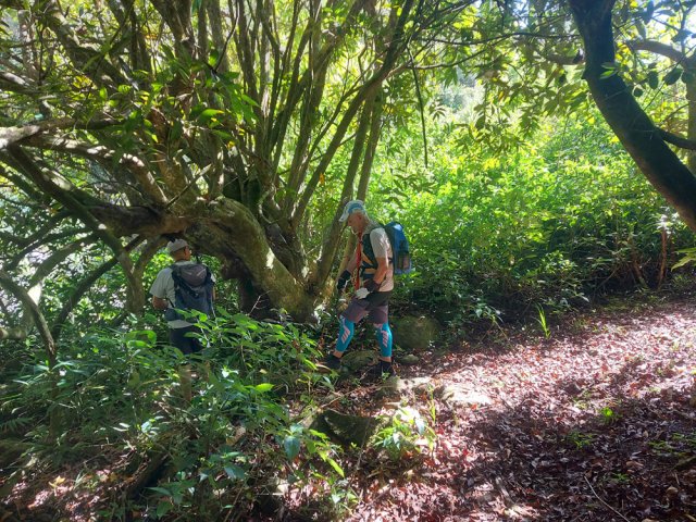 Le sentier vers la Ligne d’Équerre débute sous un énorme jamrosat