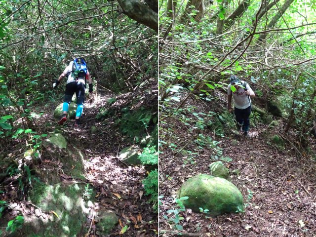 Faible pente dans les goyaviers