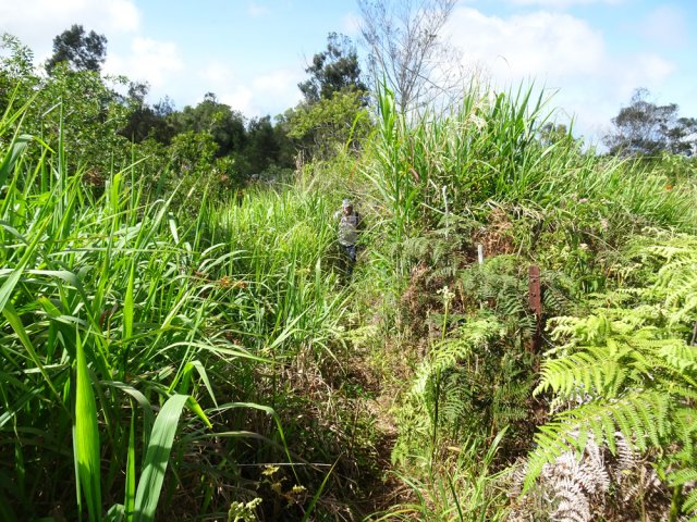 Les derniers mètres sont envahis mais le sentier reste très facile à suivre