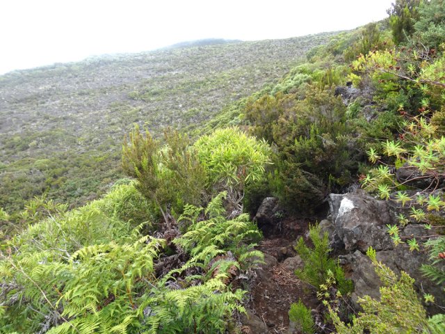 Le sentier qui descend du Piton Bernica vers le Piton Joachim