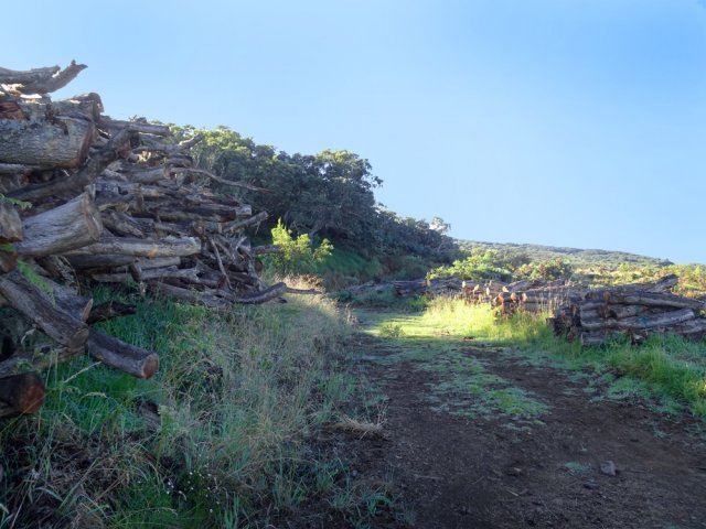 La piste des 1800 Nord est bordée de tamarins couchés et coupés lors du dernier cyclone