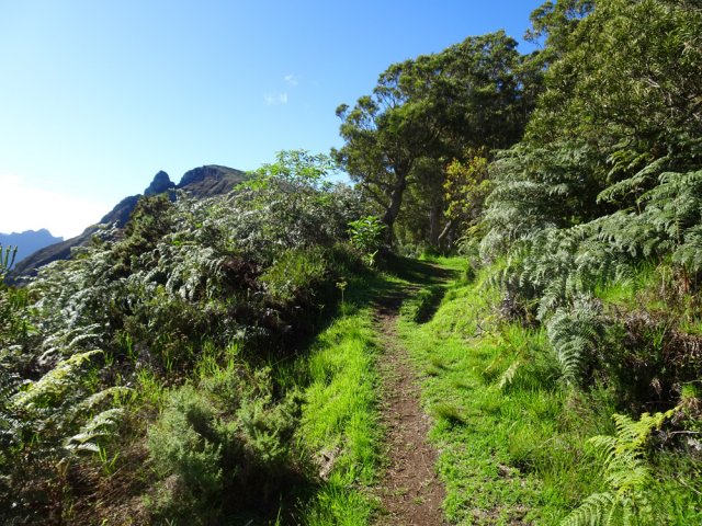Le sentier, très fréquenté, est agréable sous les tamarins