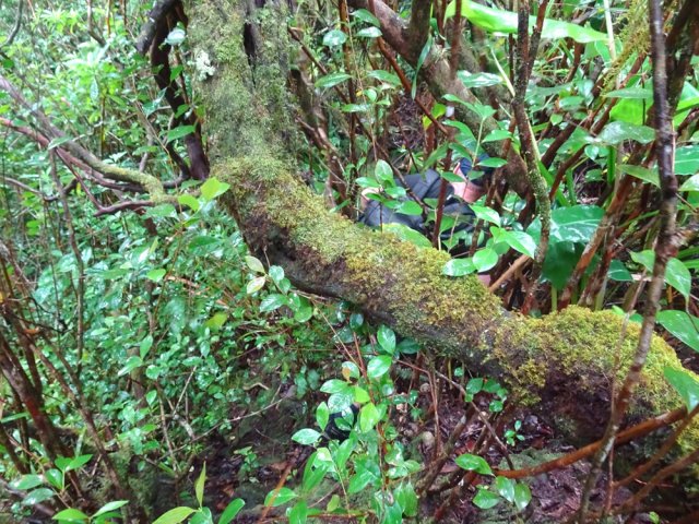 Premier sentier en mode sanglier pour atteindre le bas de la chute
