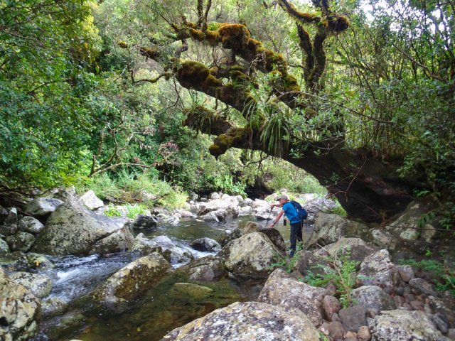 On ne compte plus les arbres magnifiques recouverts de mousse et d'épiphytes