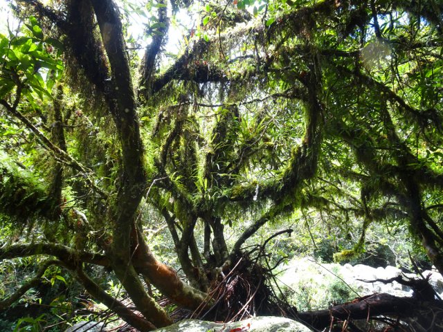 Un jamrosat très original habillé de verdure