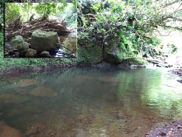 50 m en amont, un bassin entouré de monticules de racines sert de point de repère