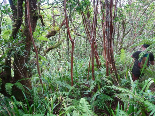 Les goyaviers ont bien évidemment colonisé toute la forêt