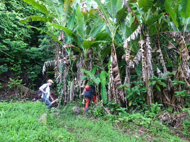 Le "sentier" vers le Grand Bras débute dans la première touffe de bananiers