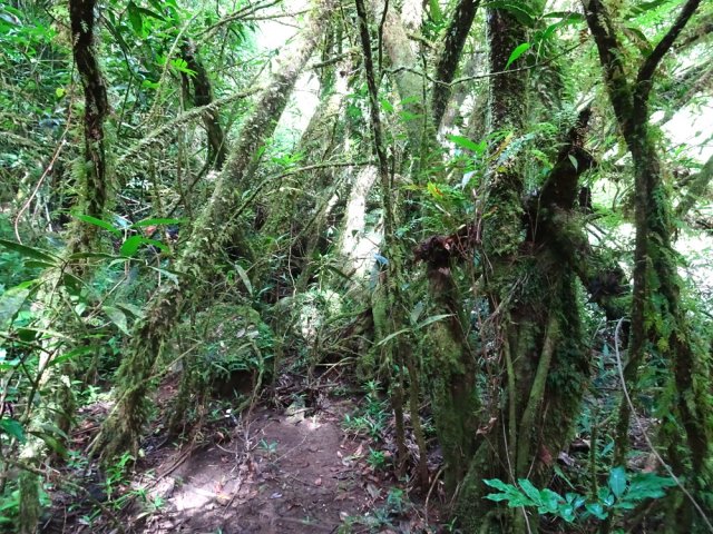 L'humidité du lieu favorise la pousse des mousses sur les troncs