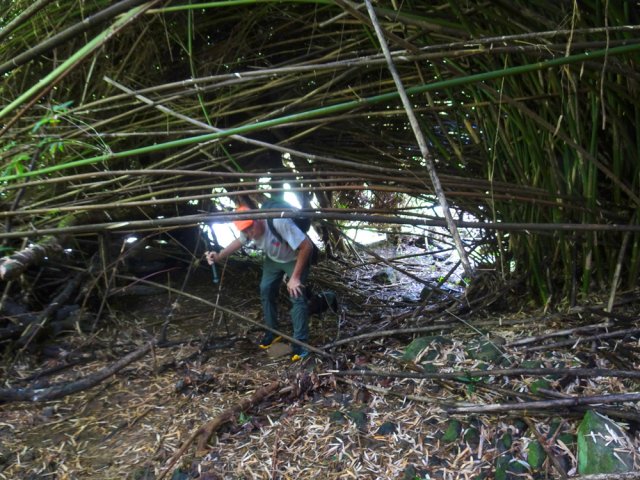 Il fait presque nuit sous les bambous couchés par le vent