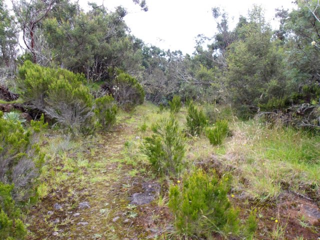 La fin de la descente est envahie d'acacias noirs