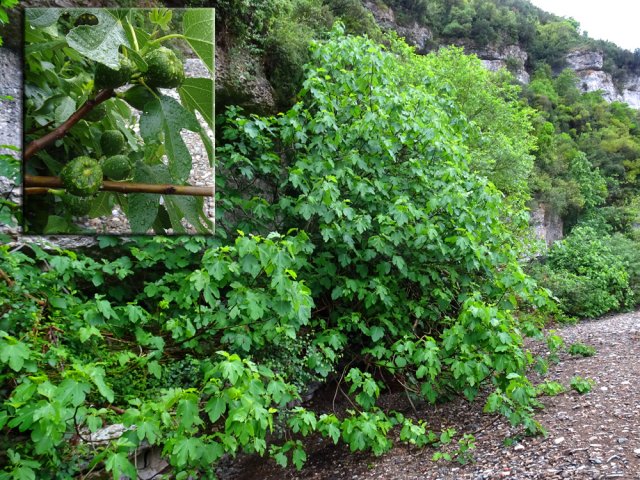 Il y a de quoi faire des confitures de figues à la saison