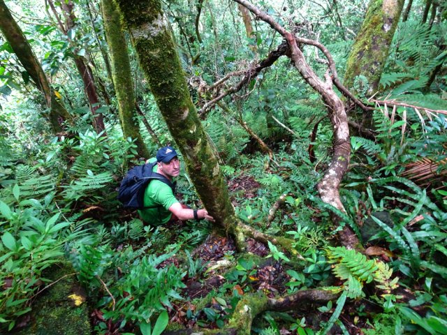 Une idée de la forêt traversée par le sentier