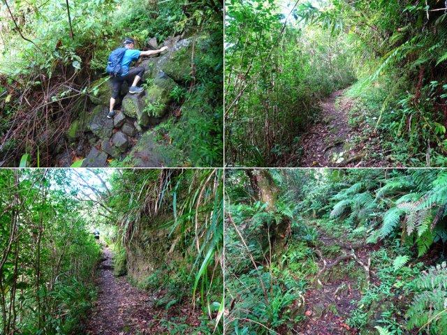 Quelques idées du sentier en direction de l'Îlet à Bananes
