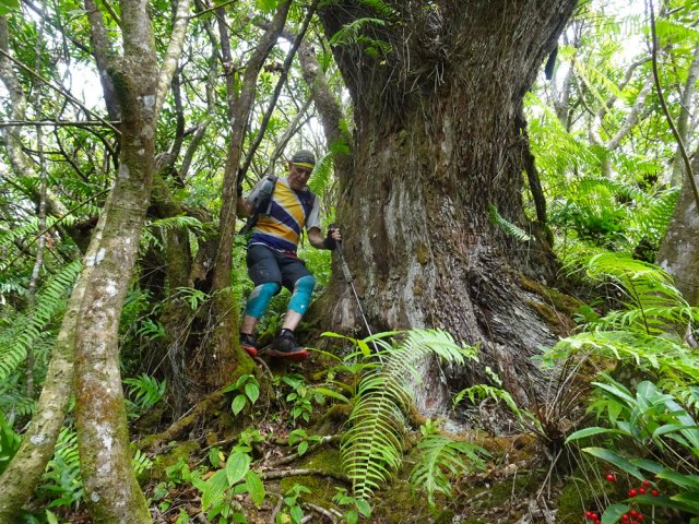 Le sentier passe sur les racines d'un très vénérable bois de rempart centenaire